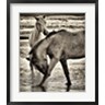 David Drost - Beach Horses I (R766984-AEAEAGOFDM)