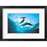 Panoramic Images - Upward view of two silhouetted dolphins on surface of sea (R768339-AEAEAGOFDM)