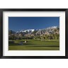 Panoramic Images - Palm trees in a golf course, Desert Princess Country Club, Palm Springs, Riverside County, California, USA (R768504-AEAEAGOFDM)