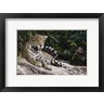 Panoramic Images - Jaguar (Panthera onca) snarling, Three Brothers River, Meeting of the Waters State Park, Pantanal Wetlands, Brazil (R768540-AEAEAGOFDM)