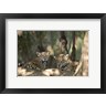 Panoramic Images - Jaguars (Panthera onca) resting in a forest, Three Brothers River, Meeting of the Waters State Park, Pantanal Wetlands, Brazil (R768542-AEAEAGOFDM)
