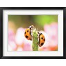 Panoramic Images - Close Up Of Two Ladybugs (R768612-AEAEAGOFDM)