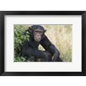 Panoramic Images - Chimpanzee (Pan troglodytes) in a forest, Kibale National Park, Uganda (R768631-AEAEAGOFDM)