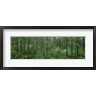 Panoramic Images - Flowering Dogwood (Cornus florida) trees in a forest, Alaska, USA (R773319-AEAEAGOFDM)
