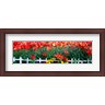 Panoramic Images - Flowers in bloom, Alaska, USA (R773681-AEAEAGLFGM)
