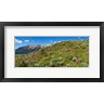 Panoramic Images - Flowers and whetstone on hillside, Mt Vista, Colorado, USA (R773997-AEAEAGOFDM)