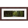Panoramic Images - Road passing through a rainforest, Hoh Rainforest, Olympic Peninsula, Washington State, USA (R774165-AEAEAGLFGM)