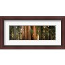 Panoramic Images - Redwood trees in a forest, Sequoia National Park, California, USA (R774462-AEAEAGLFGM)