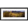 Panoramic Images - Trees in autumn, Colorado (R774786-AEAEAGOFDM)