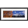 Panoramic Images - Autumn Trees and snowcapped mountains, Colorado (R774788-AEAEAGOFDM)