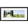Panoramic Images - Cypress trees along farm road, Tuscany, Italy (R774866-AEAEAGOFDM)