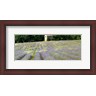 Panoramic Images - Barn in the lavender field, Luberon, Provence, France (R775731-AEAEAGLFGM)