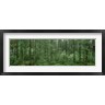 Panoramic Images - Flowering Dogwood (Cornus florida) trees in a forest, Alaska, USA (R776152-AEAEAGOFDM)