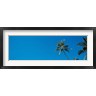 Panoramic Images - Palm trees Waikiki Oahu HI USA (R776417-AEAEAGOFDM)