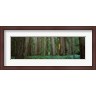 Panoramic Images - Jedediah Smith Redwoods State Park, California (R776552-AEAEAGLFGM)