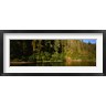 Panoramic Images - Reflection of trees in a river, Smith River, Jedediah Smith Redwoods State Park, California, USA (R776563-AEAEAGOFDM)