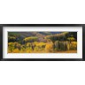 Panoramic Images - Aspen Trees in a Filed Telluride, Colorado (R776577-AEAEAGOFDM)