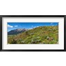 Panoramic Images - Flowers and whetstone on hillside, Mt Vista, Colorado, USA (R776851-AEAEAGOFDM)