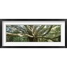 Panoramic Images - Banyan Tree, Maui, Hawaii (R777414-AEAEAGOFDM)