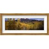 Panoramic Images - Trees in autumn, Colorado (R777649-AEAEAG8FE4)