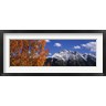 Panoramic Images - Autumn Trees and snowcapped mountains, Colorado (R777651-AEAEAGOFDM)