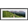 Panoramic Images - Hiking trail with Beargrass (Xerophyllum tenax) at US Glacier National Park, Montana (R777860-AEAEAGOFDM)