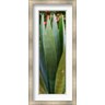 Panoramic Images - Close-up of a domestic Agave plant, Baja California, Mexico (R778004-AEAEAGMFEY)