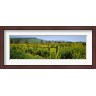 Panoramic Images - Wild mustard in a vineyard, Napa Valley, California (R778107-AEAEAGLFGM)