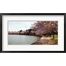 Panoramic Images - Cherry Blossom trees at Tidal Basin, Washington DC, USA (R778320-AEAEAGOFDM)