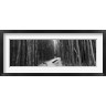 Panoramic Images - Bamboo forest in black and white, Oheo Gulch, Seven Sacred Pools, Hana, Maui, Hawaii, USA (R778756-AEAEAGOFDM)