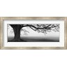 Panoramic Images - Tree in a farm, Knox Farm State Park, East Aurora, New York State, USA (R778939-AEAEAGMFEY)
