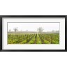 Panoramic Images - Oak trees in a vineyard, Guerneville Road, Sonoma Valley, Sonoma County, California, USA (R778958-AEAEAGOFDM)