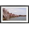 Panoramic Images - Cherry Blossom trees in the Tidal Basin with the Washington Monument in the background, Washington DC, USA (R781231-AEAEAGOFDM)