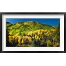 Panoramic Images - Aspen trees on mountain, Sunshine Mesa, Wilson Mesa, South Fork Road, Uncompahgre National Forest, Colorado, USA (R781232-AEAEAGOFDM)