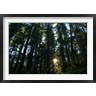 Panoramic Images - Redwood trees in a forest, Del Norte Coast Redwoods State Park, Del Norte County, California, USA (R781320-AEAEAGOFDM)