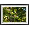 Panoramic Images - Rhododendron flowers in a forest, Del Norte Coast Redwoods State Park, Del Norte County, California, USA (R781321-AEAEAGOFDM)