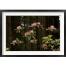 Panoramic Images - Rhododendron Flowers and Redwood Trees in a Forest, Del Norte Coast Redwoods State Park, Del Norte County, California, USA (R781323-AEAEAGOFDM)