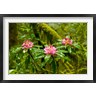 Panoramic Images - Rhododendron flowers in a forest, Jedediah Smith Redwoods State Park, Crescent City, Del Norte County, California, USA (R781325-AEAEAGOFDM)