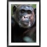Panoramic Images - Close-up of a Chimpanzee (Pan troglodytes), Kibale National Park, Uganda (R781431-AEAEAGOFDM)