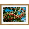 Panoramic Images - Cherries to be Harvested, Cucuron, Vaucluse, Provence-Alpes-Cote d'Azur, France (horizontal) (R781451-AEAEAG8FE4)