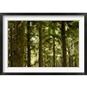 Panoramic Images - Trees in a forest, Queets Rainforest, Olympic National Park, Washington State, USA (R781523-AEAEAGOFDM)