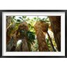 Panoramic Images - Low angle view of palm trees, Palm Springs, Riverside County, California, USA (R781809-AEAEAGOFDM)