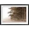 Panoramic Images - Cypress trees along a farm, Fort Bragg, California, USA (R781821-AEAEAGOFDM)