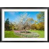 Panoramic Images - Tree in Sherwood Gardens, Baltimore, Maryland (R781849-AEAEAGOFDM)