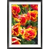 Panoramic Images - Tulips at Sherwood Gardens, Baltimore, Maryland (R781851-AEAEAGOFDM)
