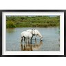 Panoramic Images - Two Camargue White Horses in a Lagoon, Camargue, Saintes-Maries-De-La-Mer, Provence-Alpes-Cote d'Azur, France (horizontal) (R782375-AEAEAGOFDM)