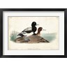 John James Audubon - Audubon Ducks III (R784191-AEAEAGOFLM)