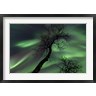 Arild Heitmann/Stocktrek Images - Northern Lights with trees in the arctic wilderness, Nordland, Norway (R788203-AEAEAGOFDM)