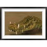 Alvaro Rozalen/Stocktrek Images - Kaprosuchus saharicus head detail (R788301-AEAEAGOFLM)