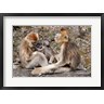 Alice Garland / Danita Delimont - Golden Monkeys with babies, Qinling Mountains, China (R788554-AEAEAGOFDM)